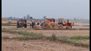 Auraiya News: तेज हवाएं, मौसम में बदलाव के साथ गेहूं की कटाई तेज