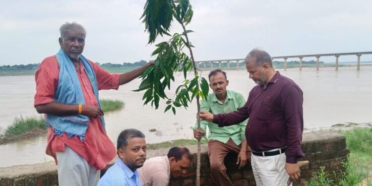 Auraiya News: इस बार रोपे जाएंगे 42 लाख पौधे