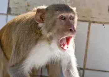 Etawah: घर में घुसकर बंदर ने बच्ची को किया घायल, खेल रही थी मासूम