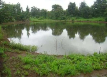 Auraiya News: तालाबों के किनारे बढ़ रही हरियाली, सैर कर रहे लोग