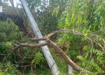 Auraiya News: पोल पर गिरा पेड़, रेलवे काॅलोनियों की बिजली आपूर्ति ठप