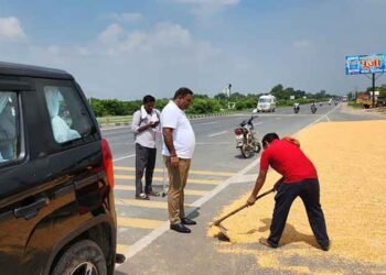 Auraiya News: सड़कों पर सूख रहे मक्के से हादसों का खतरा