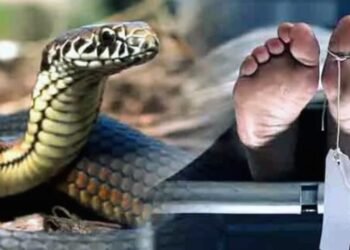 Auraiya News: सांप के डसने से युवती की मौत