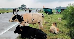 Auraiya News: बाइक सवार के पेट में छुट्टा गोवंश ने मारा सींग, मौत