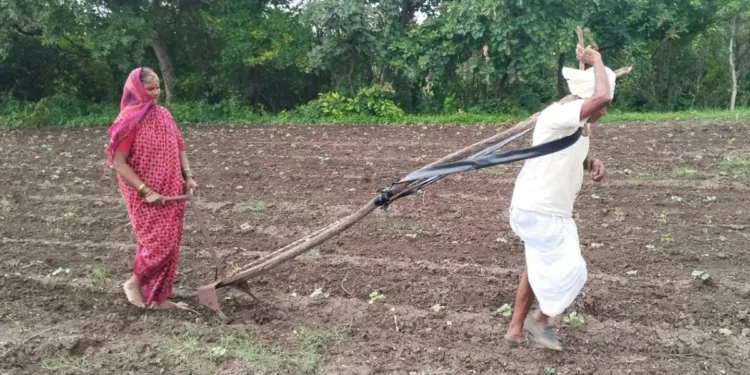 एक बुज़ुर्ग किसान दंपती खुद को हल में जोतकर खेत जोत रहे