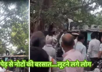 UP: यूपी के इस जिले में अचानक पेड़ से बरसने लगे नोट… बटोरने के लिए दौड़े पड़े लोग