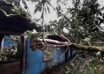 Auraiya News: बारिश में गिरा मकान, पेड़ भी धराशायी