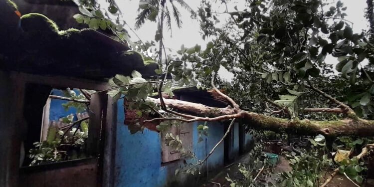 Auraiya News: बारिश में गिरा मकान, पेड़ भी धराशायी