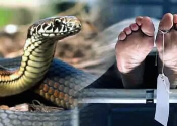 Auraiya News: युवती को सांप ने डसा, इलाज में देरी से बिगड़ी हालत