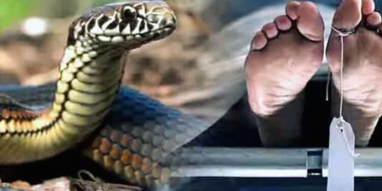 Auraiya News: युवती को सांप ने डसा, इलाज में देरी से बिगड़ी हालत