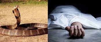 Auraiya News: सांप के डसने से वृद्धा को मौत