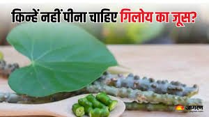 जानें गिलोय का पानी पीने से क्या नुकसान होता है